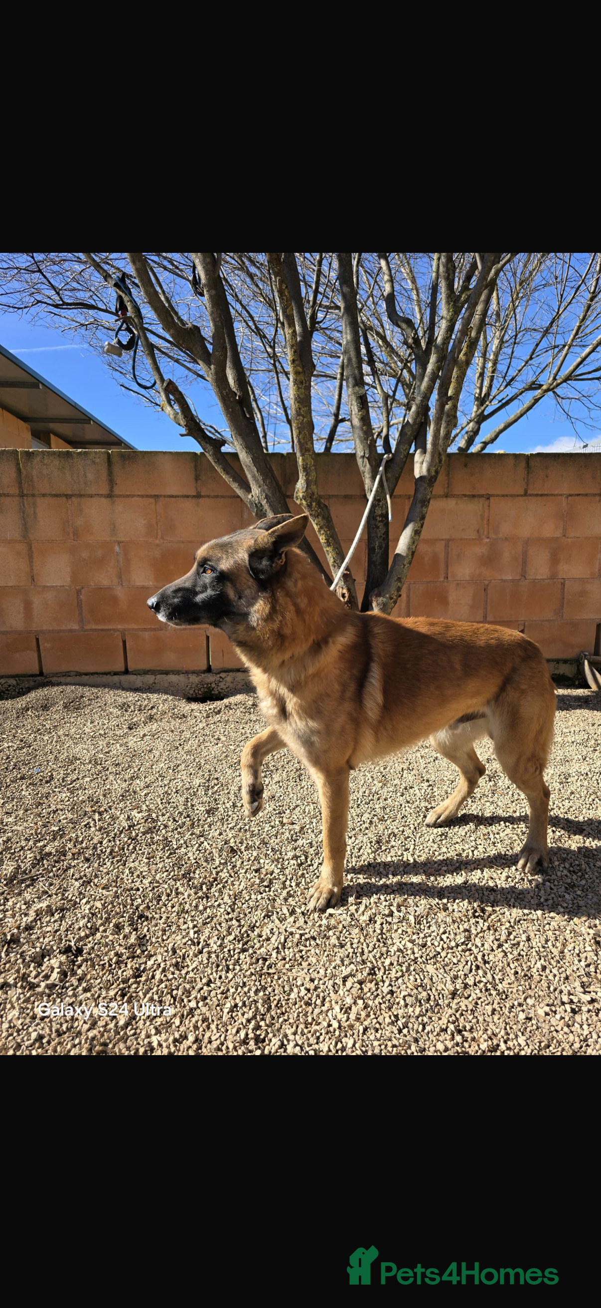 ️🚨urgent🚨‼️ diego💙🐾 — Mixed Breed