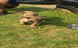 Belgian Shepherd Dog dogs for sale: Belgian Malinois.1girl and 1 boy left.Reduced £ in Peterborough - Image 23