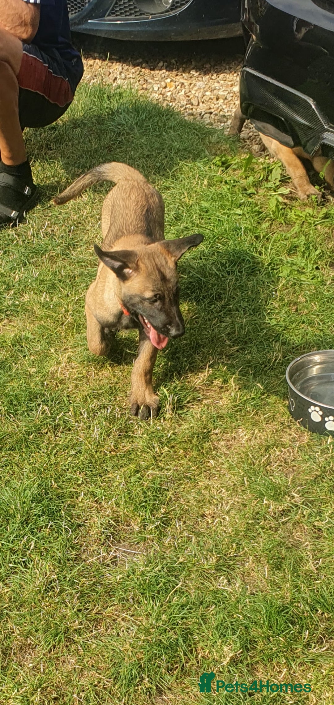 Belgian Shepherd Dog dogs for sale: Belgian Malinois.1girl and 1 boy left.Reduced £ in Peterborough - Image 23