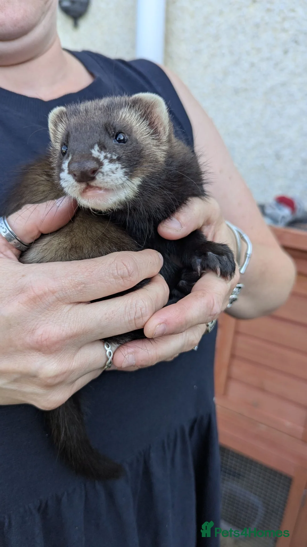 Ferret rodents for sale: Ferret hobs 10 weeks old - Advert 2