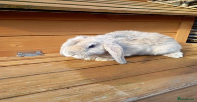 Mini Lop rabbits - Advert 7