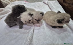 Ragdoll cats for sale: 4 ragdolls ready to leave now  - Image 12