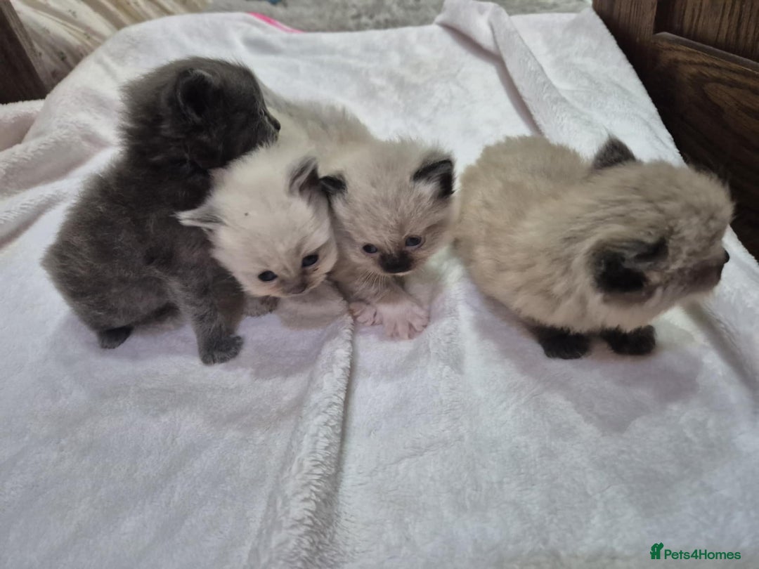 Ragdoll cats for sale: 4 ragdolls ready to leave now  - Image 12
