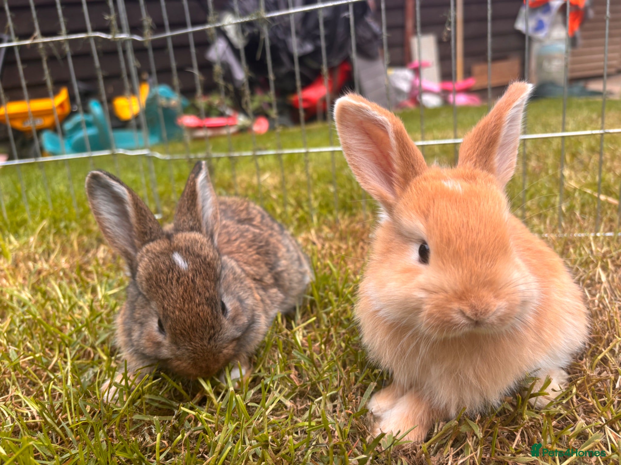 Mixed Breed rabbits 5 beautiful French lop x mini lops  - Advert 22