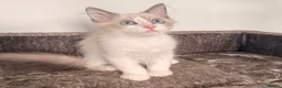Siberian cats for sale: Full breed Siberian kittens ready now! - Advert 6