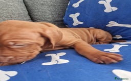 Hungarian Vizsla dogs for sale: Hungarian Vizsla KC Registered - Image 9