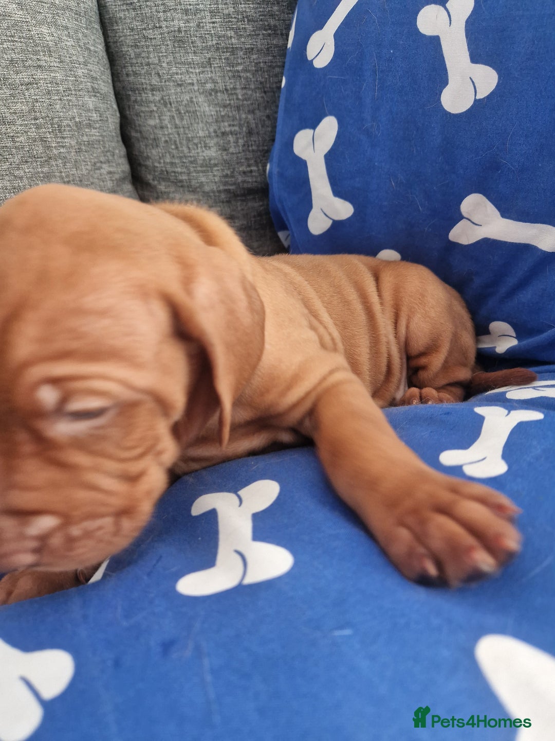 Hungarian Vizsla dogs for sale: Hungarian Vizsla KC Registered - Image 9
