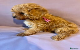Cavapoo dogs for sale: Top quality F1b toy cavapoos  - Advert 8
