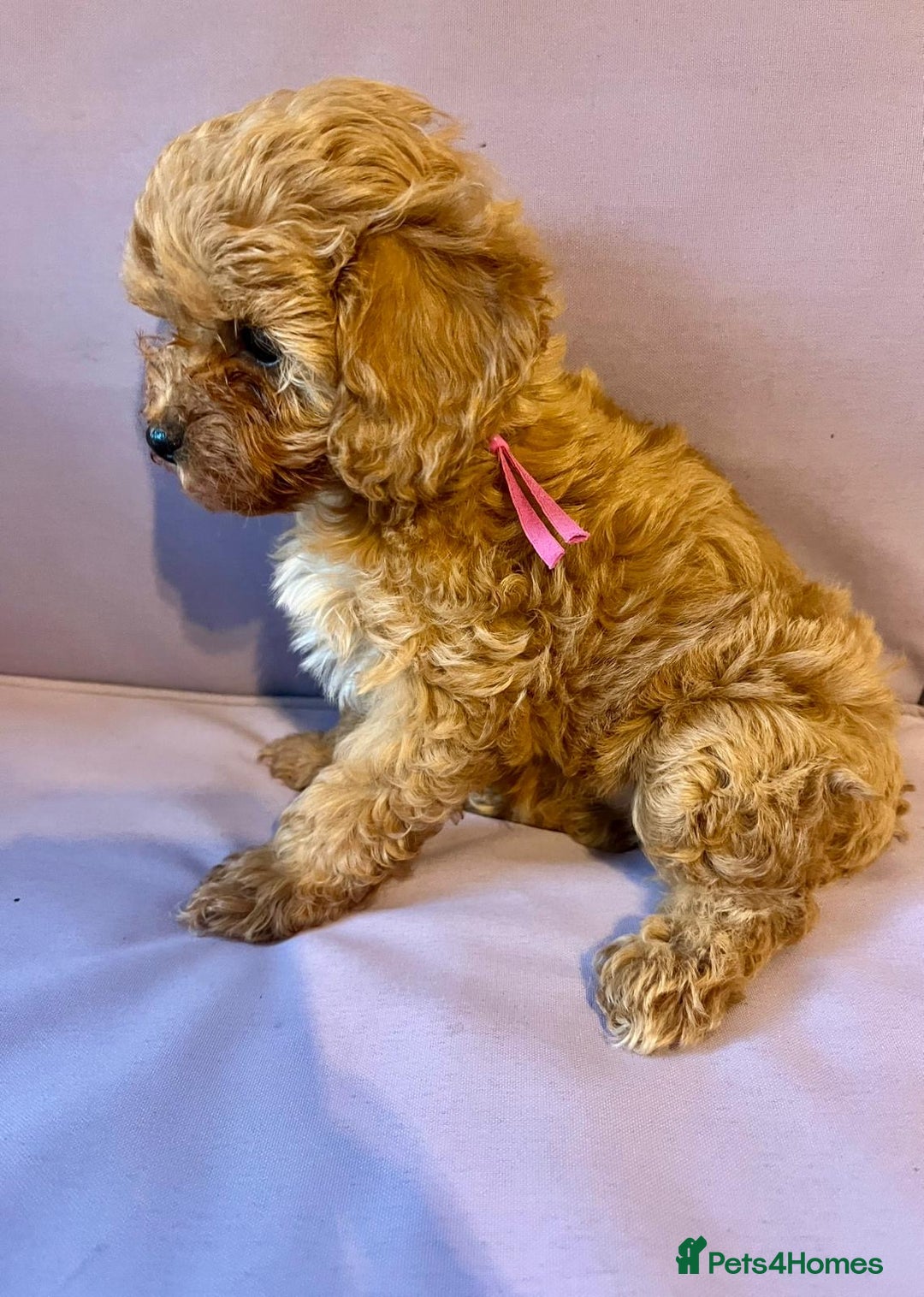 Cavapoo dogs for sale: Top quality F1b toy cavapoos  - Advert 8