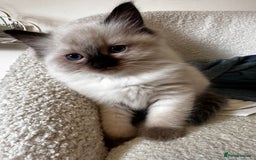 Ragdoll cats for sale: Beautiful Chocolate point Ragdoll kittens  - Image 10