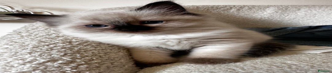 Ragdoll Kitten 2