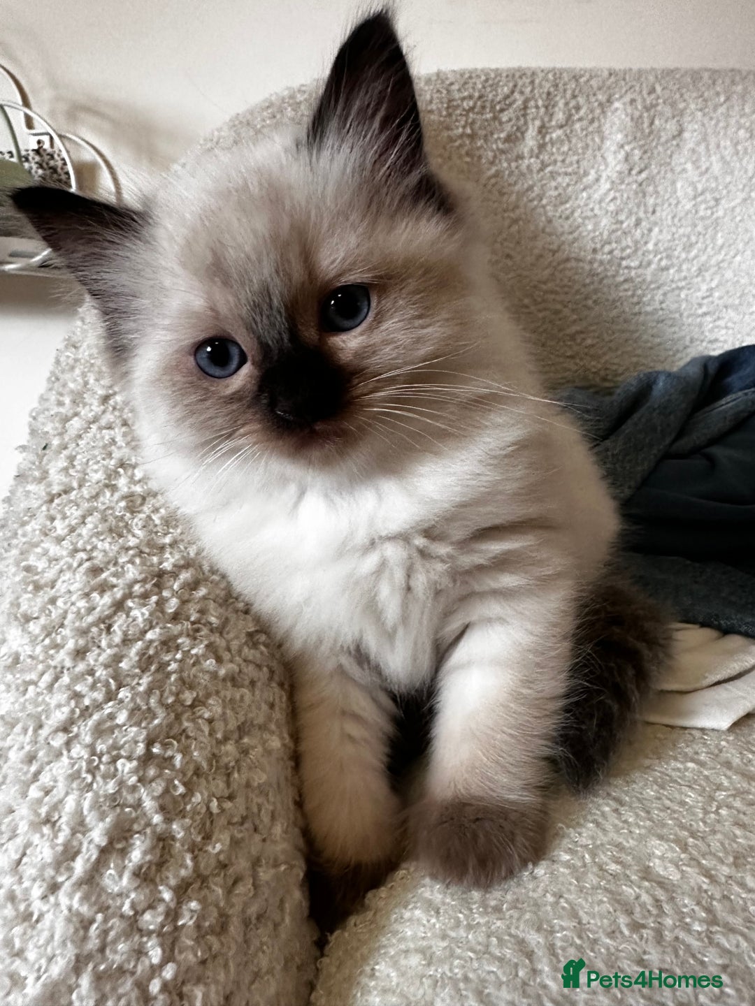 Ragdoll cats for sale: Beautiful Chocolate point Ragdoll kittens  - Image 10