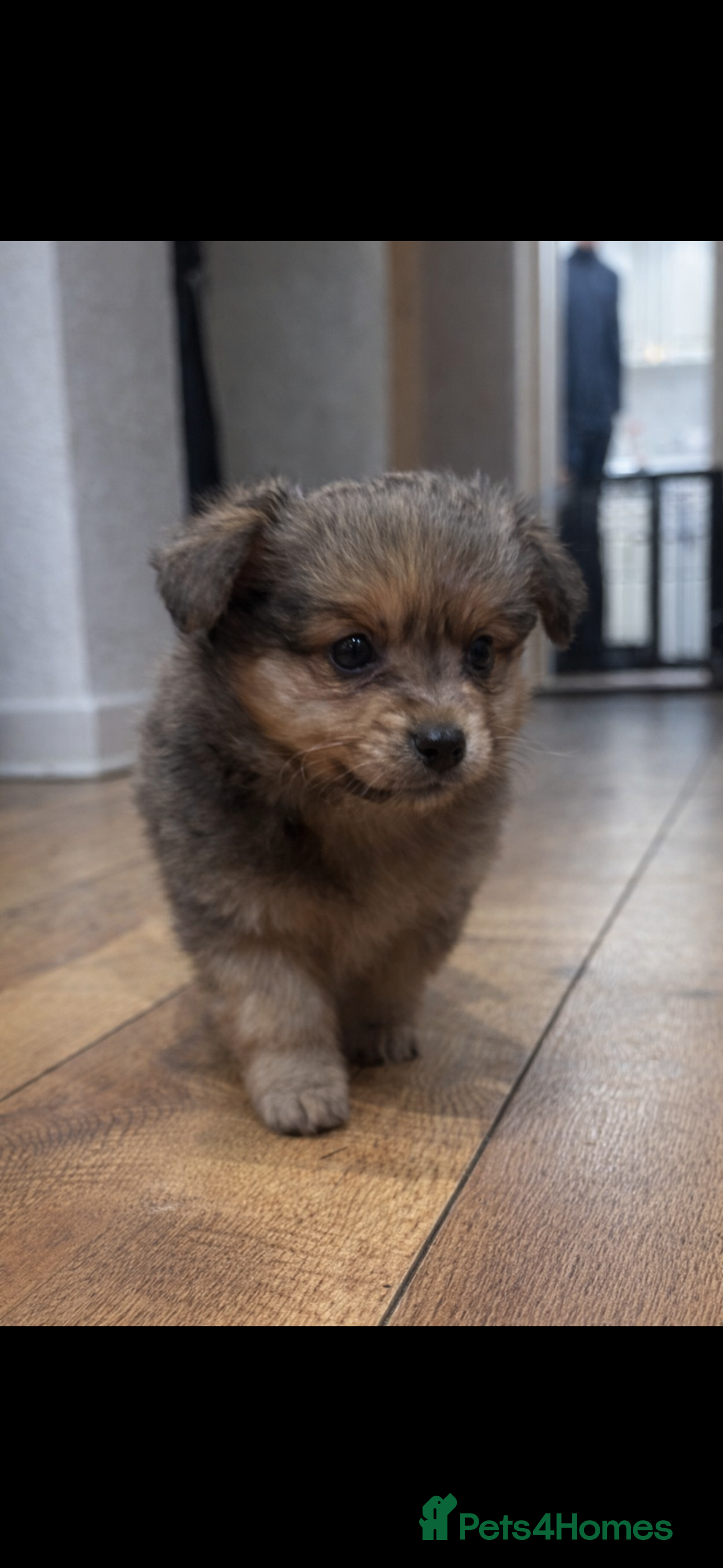 Chihuahua dogs MERLE CHIHUAHUAS 🐶 2 BOYS 1 GIRL STILL AVAILABLE - Advert 1