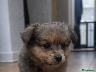 Chihuahua dogs MERLE CHIHUAHUAS 🐶 2 BOYS 1 GIRL STILL AVAILABLE - Advert 1