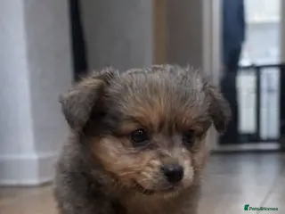 Chihuahua dogs MERLE CHIHUAHUAS 🐶 2 BOYS 1 GIRL STILL AVAILABLE - Advert 1