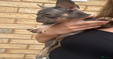 French Bulldog dogs - Advert 16