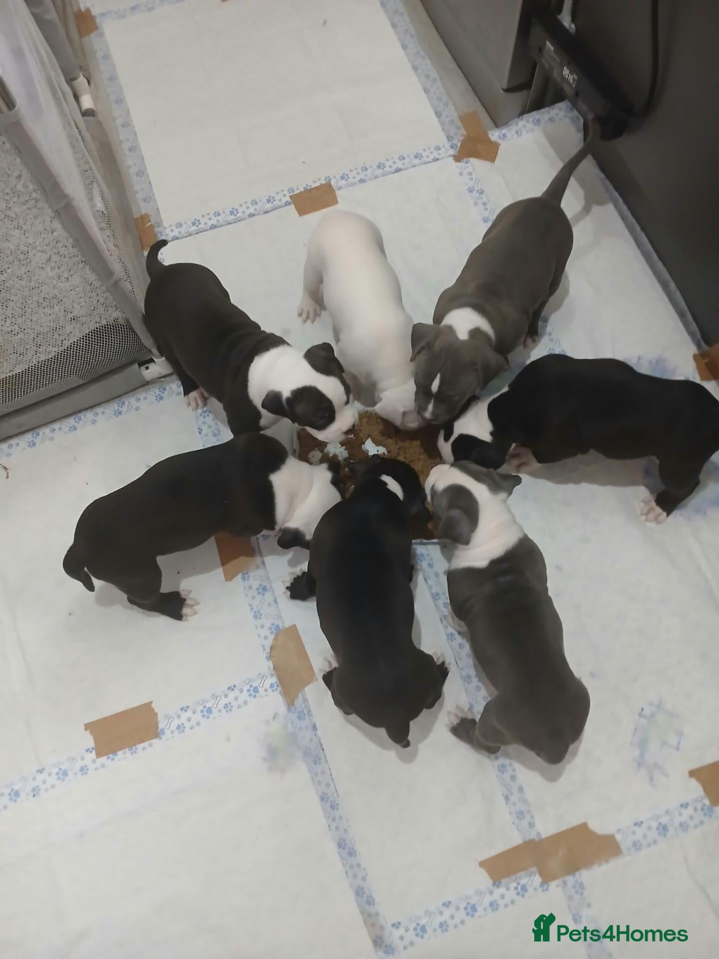 American Bull Staffy dogs Puppies for sale  - Advert 3