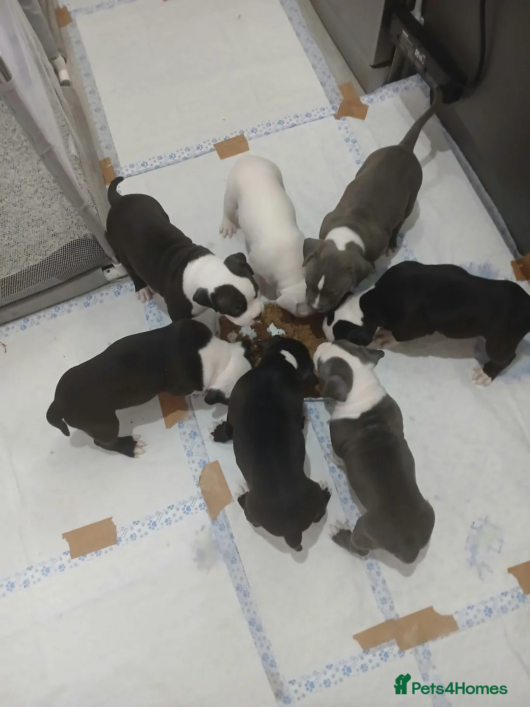 American Bull Staffy dogs for sale: Puppies for sale  - Advert 1