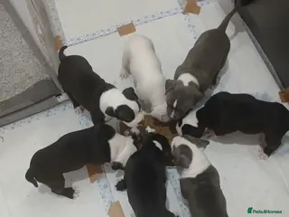 American Bull Staffy dogs Puppies for sale - Advert 4