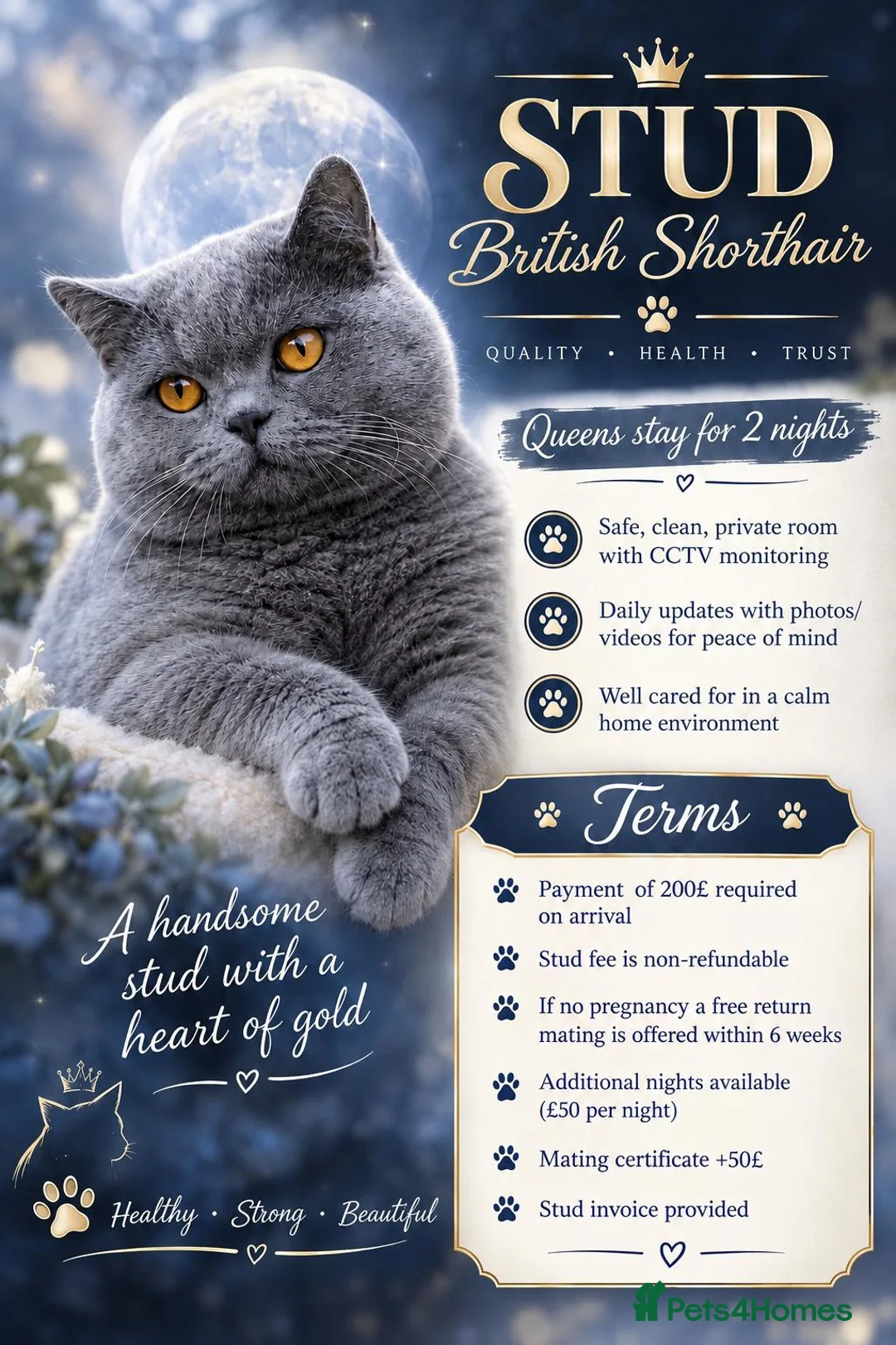 British Shorthair cats for stud: Active GCCF British Shorthair Blue Stud  - Advert 1