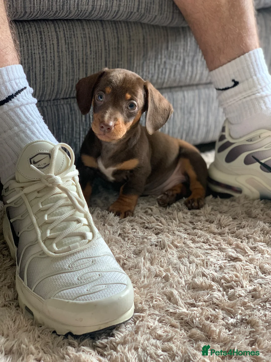 Miniature Dachshund dogs for sale: Miniture dashound chocolate tan boy, in Shrewsbury - Advert 2