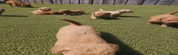 Labradoodle dogs for sale: Gorgeous Labradoodle puppies - Advert 5