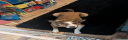 Mixed Breed dogs for sale: Duke 2 year old Welsh collie in Wigan - Advert 10
