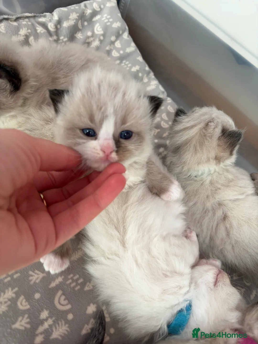 Ragdoll cats for sale: Beautiful Ragdoll-type kittens  - Advert 2