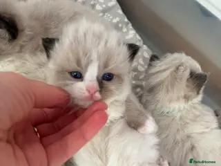 Ragdoll cats Beautiful Ragdoll-type kittens - Advert 9
