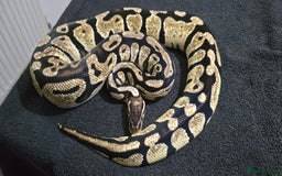 Python Snake reptiles for sale: Mixed Male and Female Royal Pythons - Image 13