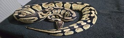 Python Snake reptiles for sale: Mixed Male and Female Royal Pythons - Advert 13