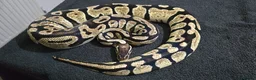Python Snake reptiles for sale: Mixed Male and Female Royal Pythons - Advert 7