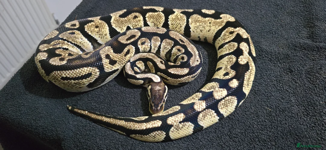 Python Snake reptiles for sale: Mixed Male and Female Royal Pythons - Advert 7
