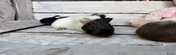 Guinea Pig rodents for sale: Trio of beautiful female baby guinea pigs for sale - Advert 2