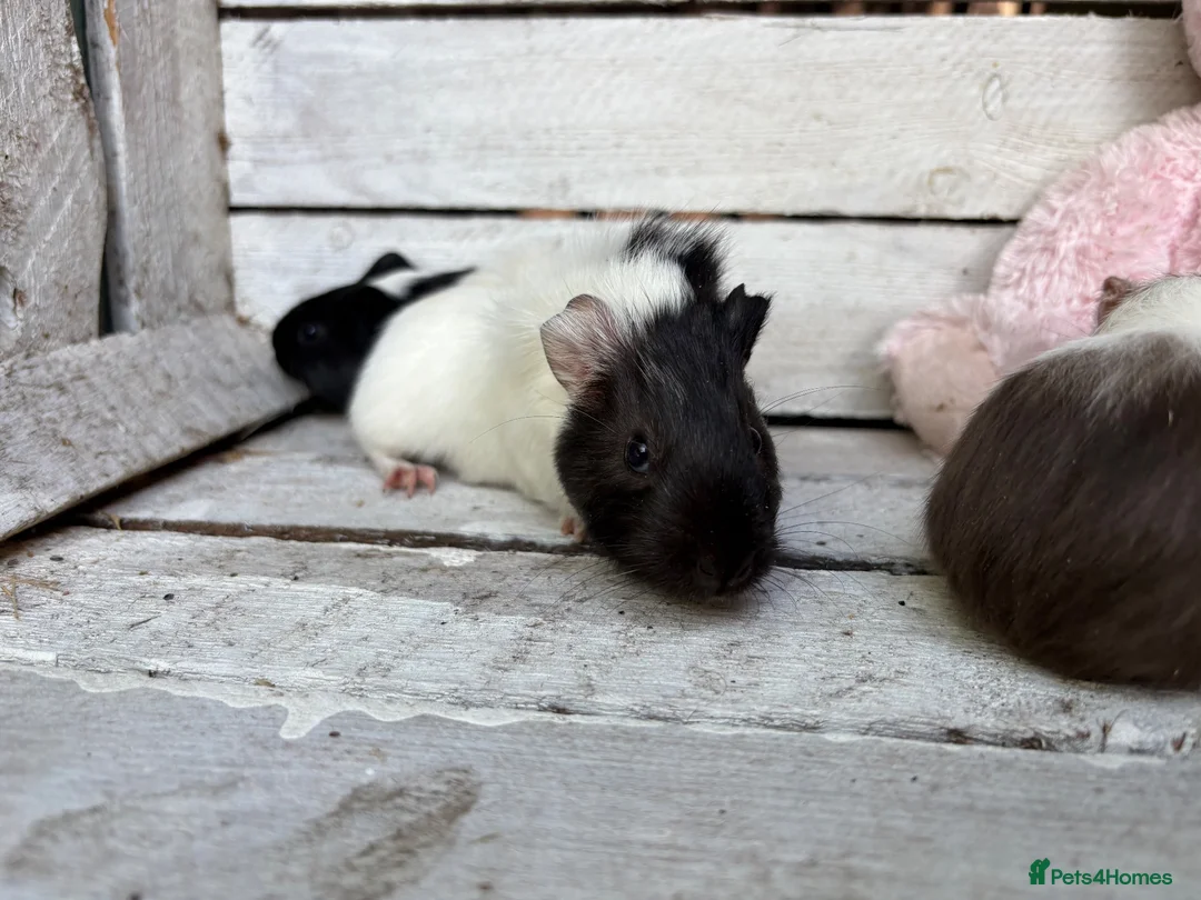 Guinea Pig rodents for sale: Trio of beautiful female baby guinea pigs for sale - Advert 2