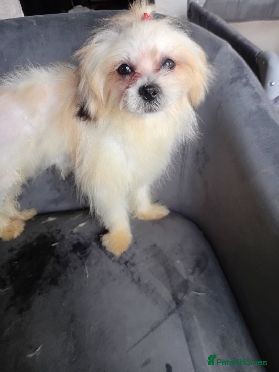Mixed Breed dogs for sale: beautiful maltes/Lhasa Apso puppies  - Advert 2