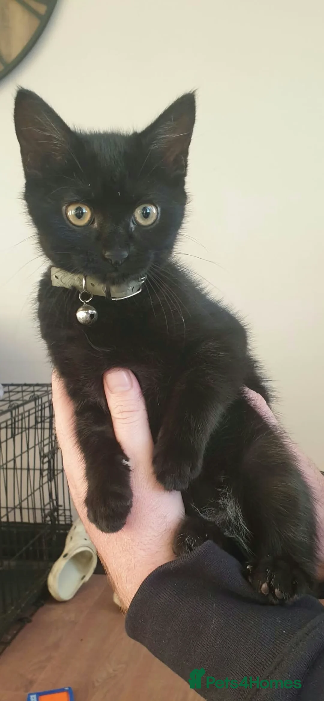 Mixed Breed cats for sale: Black kitten  in Walsall - Advert 2