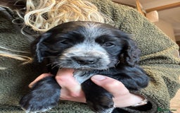 Cocker Spaniel dogs for sale: Gorgeous KC Cockers with blue roan features - Image 17