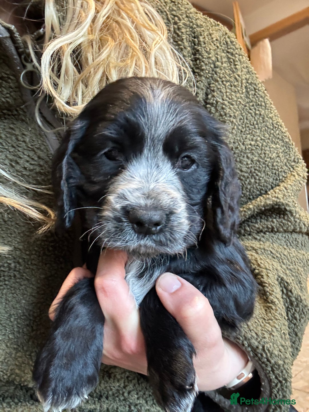 Cocker Spaniel dogs for sale: Gorgeous KC Cockers with blue roan features - Image 17