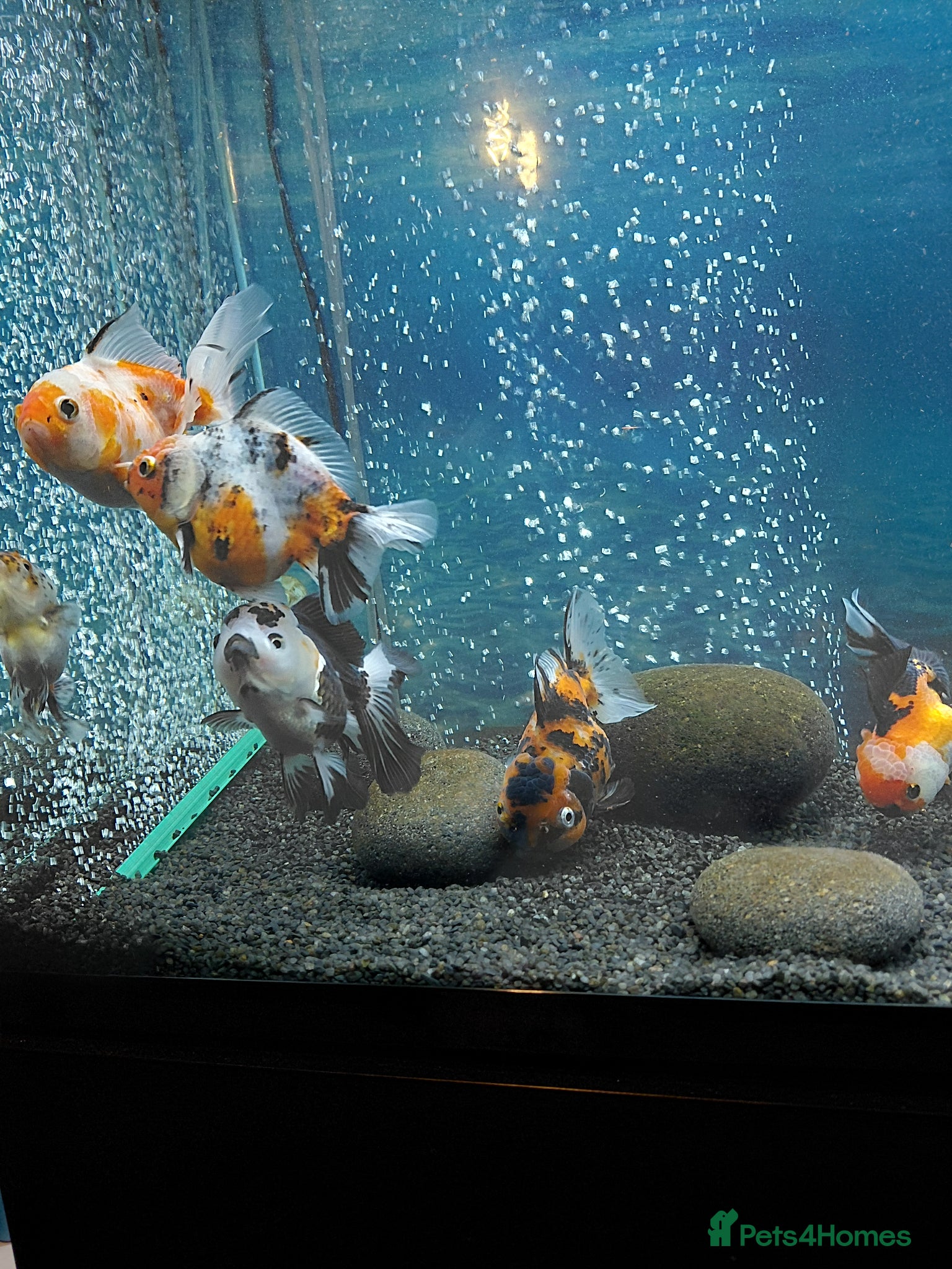 Fancy Goldfish fish Jumbo Oranda and Ranchu - Advert 1