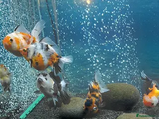 Fancy Goldfish fish Jumbo Oranda and Ranchu - Advert 2