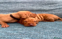 Hungarian Vizsla dogs for sale: Hungarian Vizsla Puppies  - Image 4