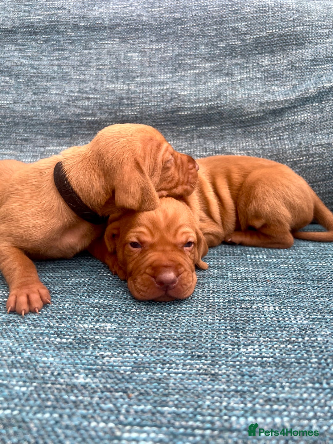 Hungarian Vizsla dogs for sale: Hungarian Vizsla Puppies  - Image 4