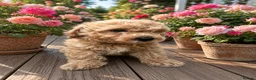 Cavapoo dogs for sale: Cavapoo Ready this week  - Advert 4