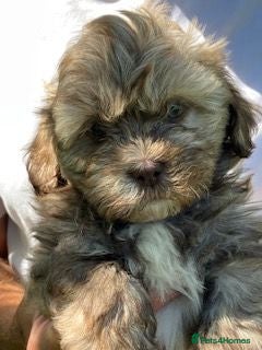 Shihpoo dogs Our gorgeous shipoo puppies ready 20/7 - Advert 2