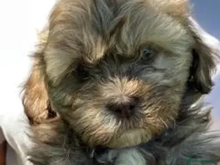 Shihpoo dogs Our gorgeous shipoo puppies ready 20/7 - Advert 2