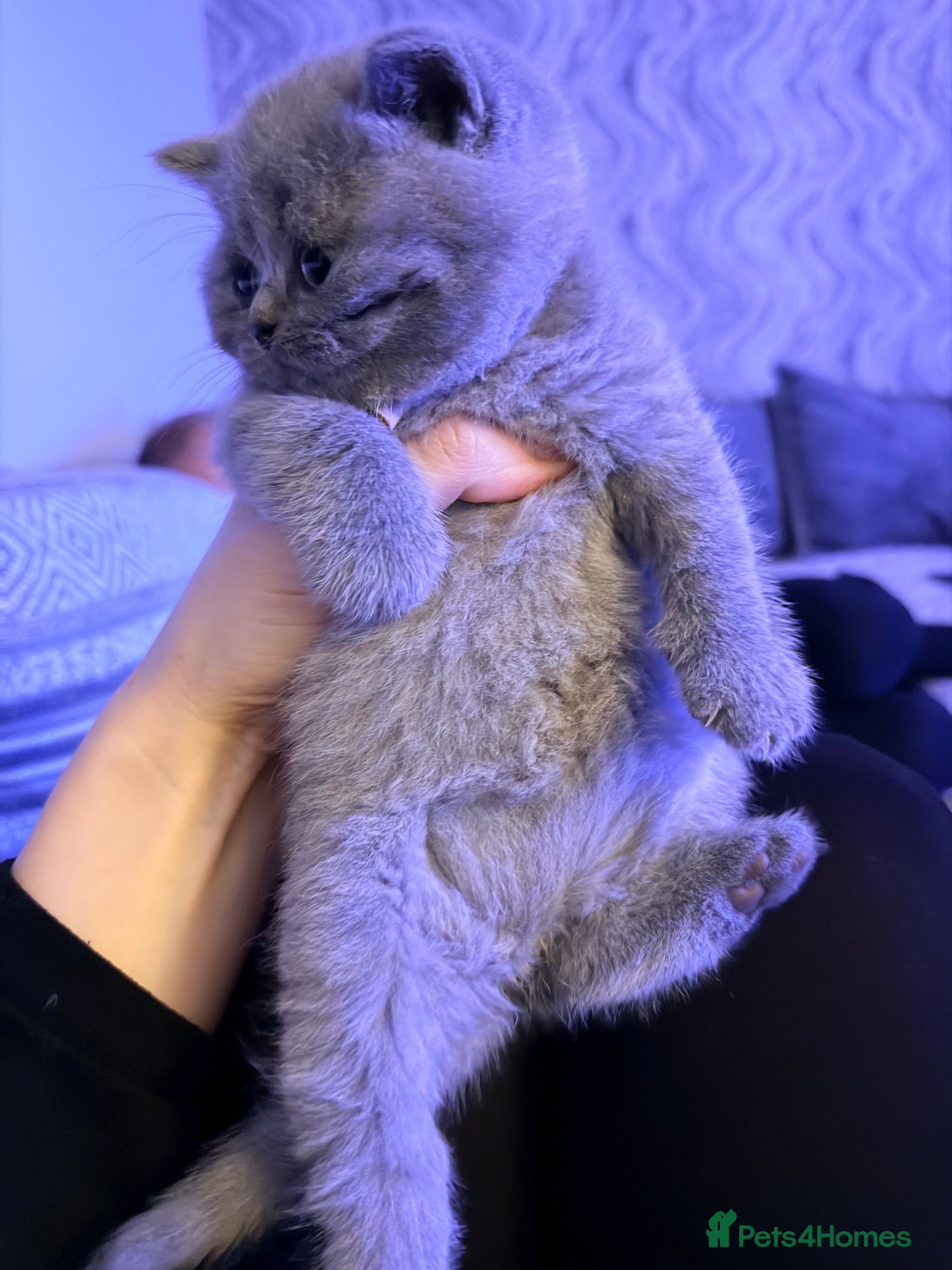 British Shorthair cats ONE BOY LEFT! British Shorthair Kittens - Advert 4