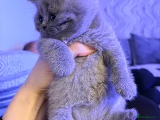 British Shorthair cats ONE BOY LEFT! British Shorthair Kittens - Advert 4