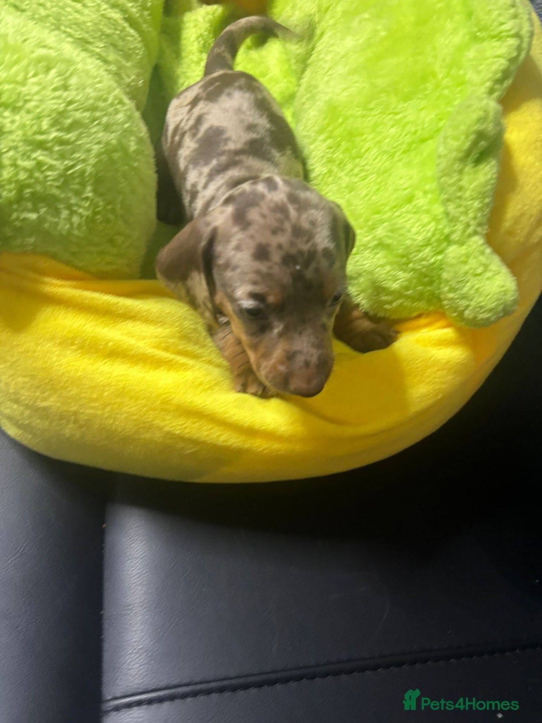 Dachshund dogs for sale: Miniature Dachshund pups £1000 - Image 11