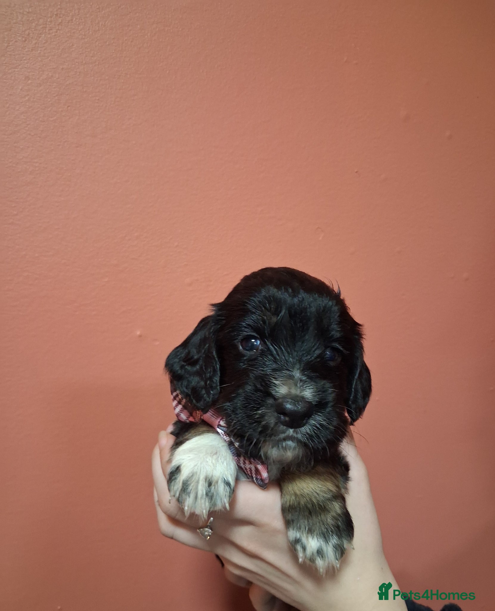 Cocker Spaniel dogs 6 stunning working cocker spaniels - Advert 8